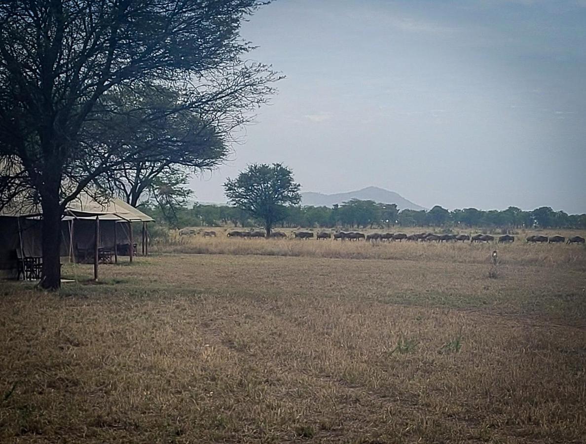 Zawadi Camp Hotel Serengeti Ngoại thất bức ảnh